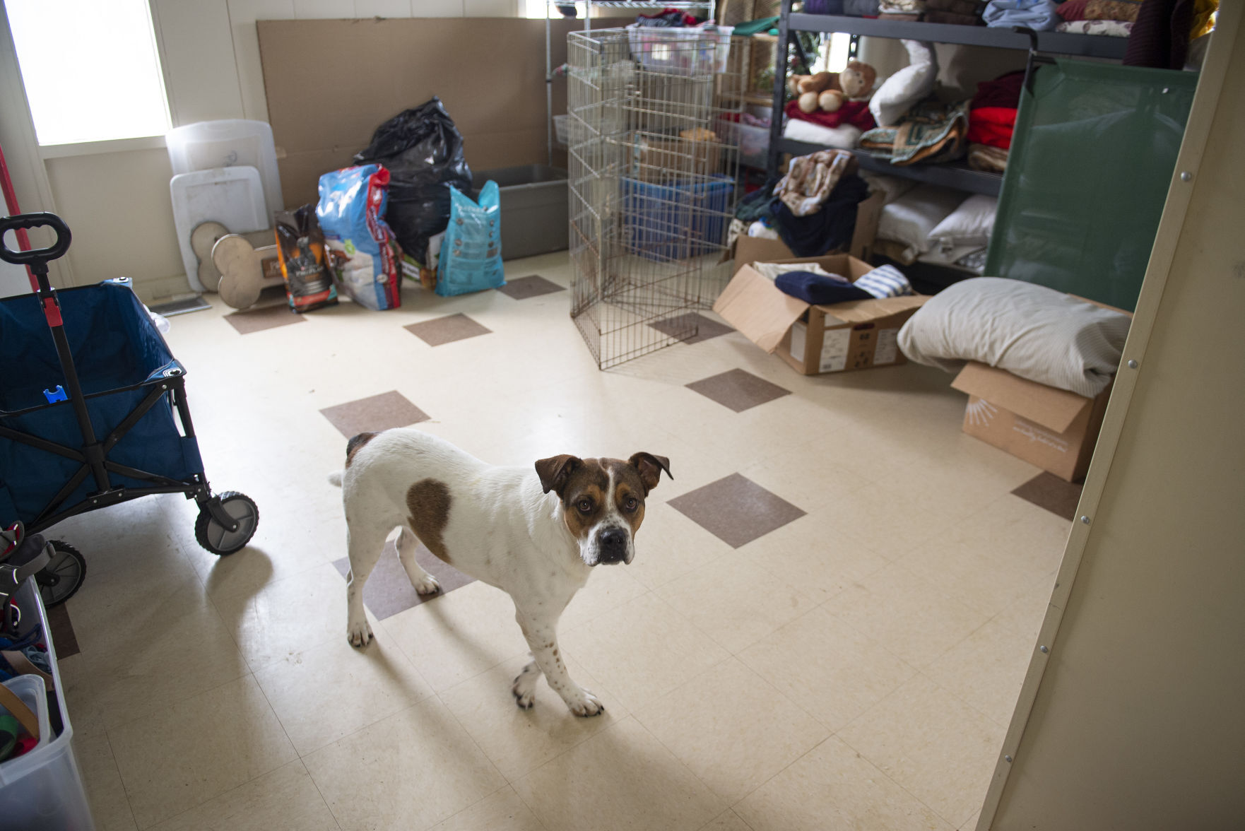 Minidoka Joint Powers Animal Control & Shelter in need